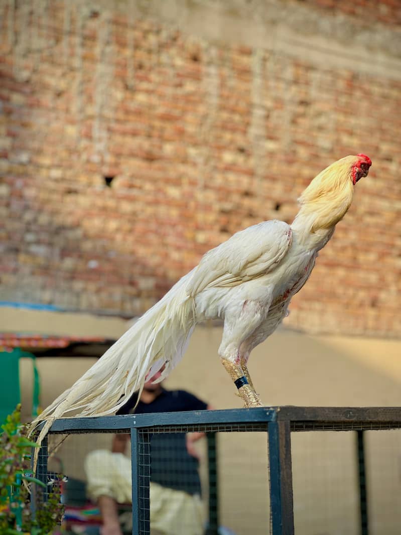 Aseel / Indian Parrot beak / Chicks / Hens / Hopeland Fancy Bids 12