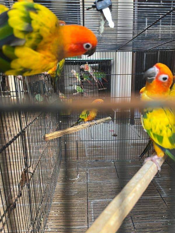 Sun Conures/Parrots 8