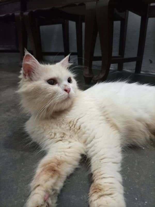 persian cat 5