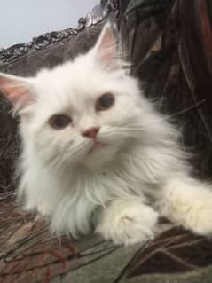 Persian kitten