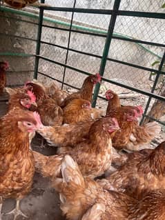 lohman Brown egg laying hens for sale