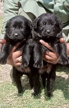 Black German Shepherd Puppies | German Shepherd Long Coat Puppies