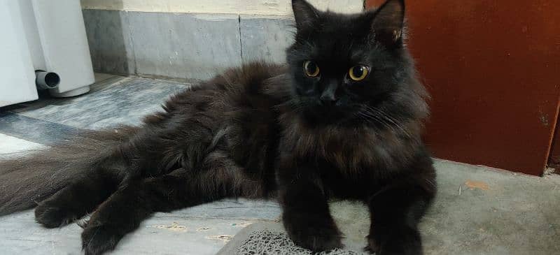 Persian cat double coat 1