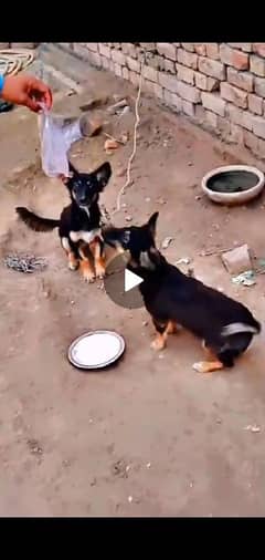 German shepherd puppies pair for sale location Muzaffarnagar