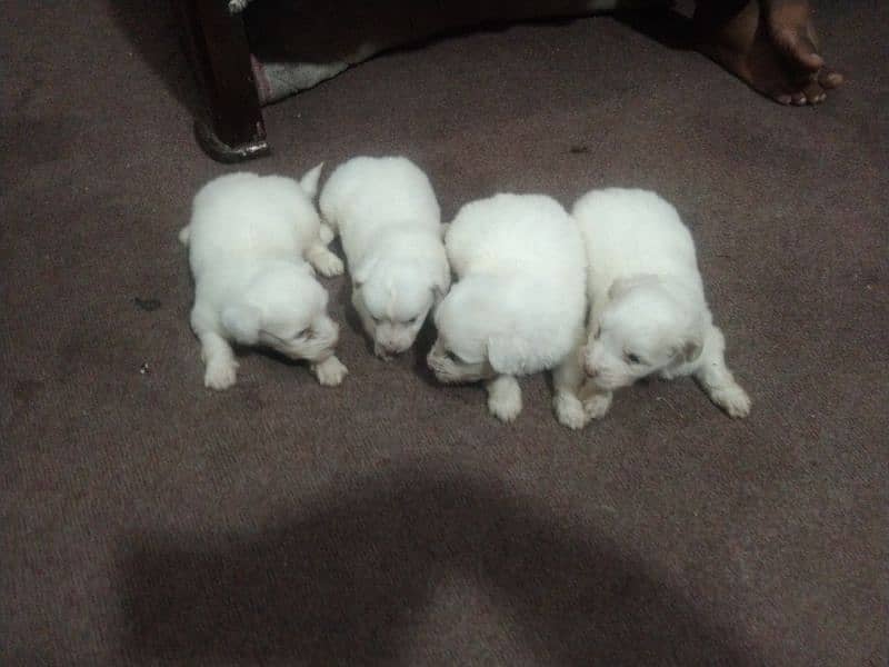 poodle pups for sell 5