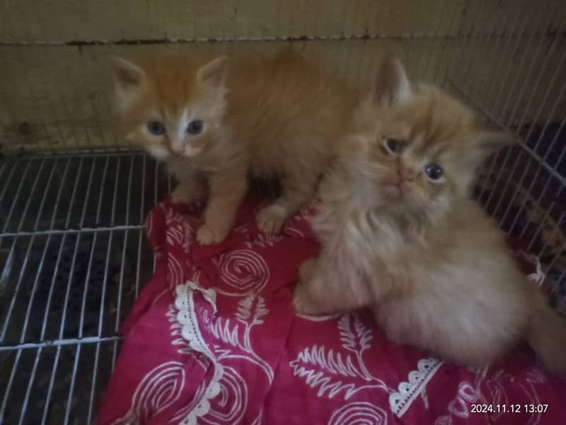 Persian kittens 4