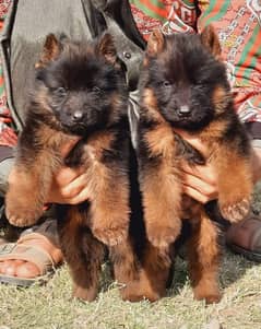 German Shepherd Puppies | Long Coat Puppy| gsd | dog for sale