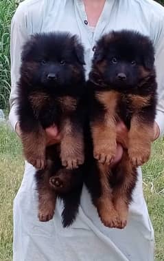 German Shepherd Puppies | German Shepherd Long Coat Puppies For Sal