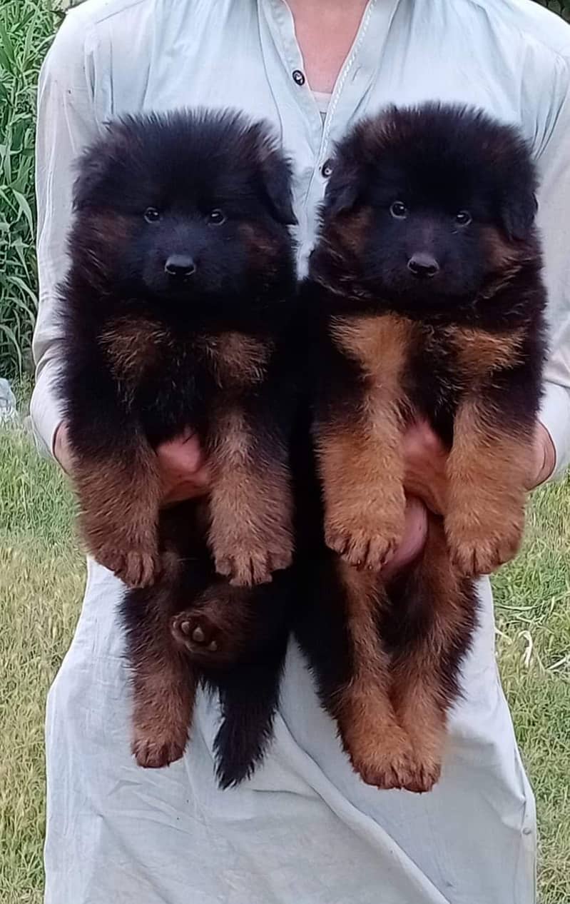 German Shepherd Puppies | German Shepherd Long Coat Puppies For Sal 0