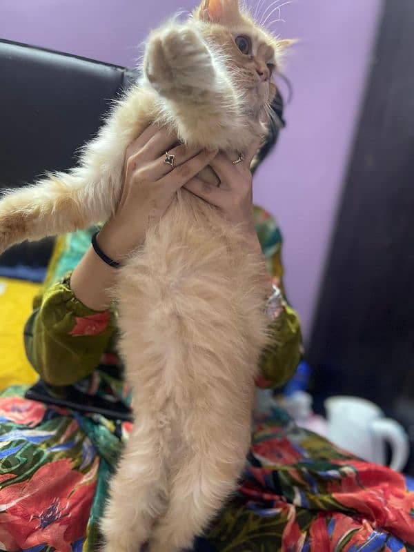 PERSIAN MALE AND FEMALE CAT FOR SALE 0