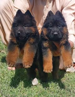 German Shepherd Puppies | Long Coat Puppy| gsd | dog for sale