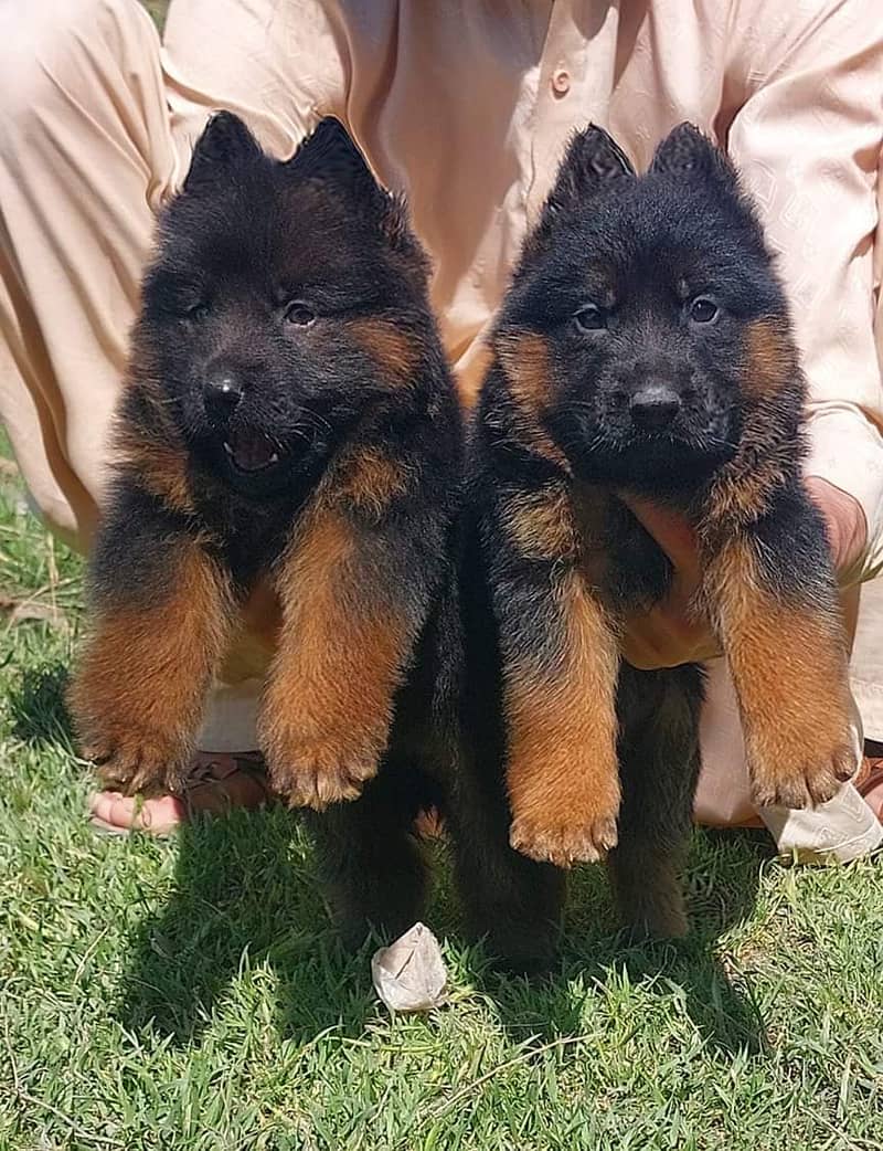 German Shepherd Puppies | Long Coat Puppy| gsd | dog for sale 0