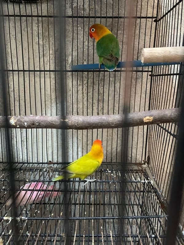 love birds 3