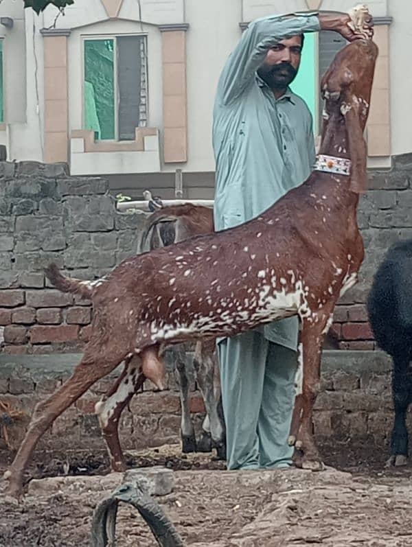 Makhi cheeni gabn bakri sale 4