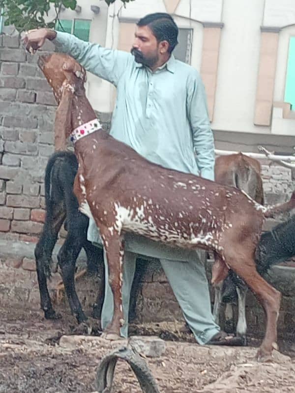 Makhi cheeni gabn bakri sale 5