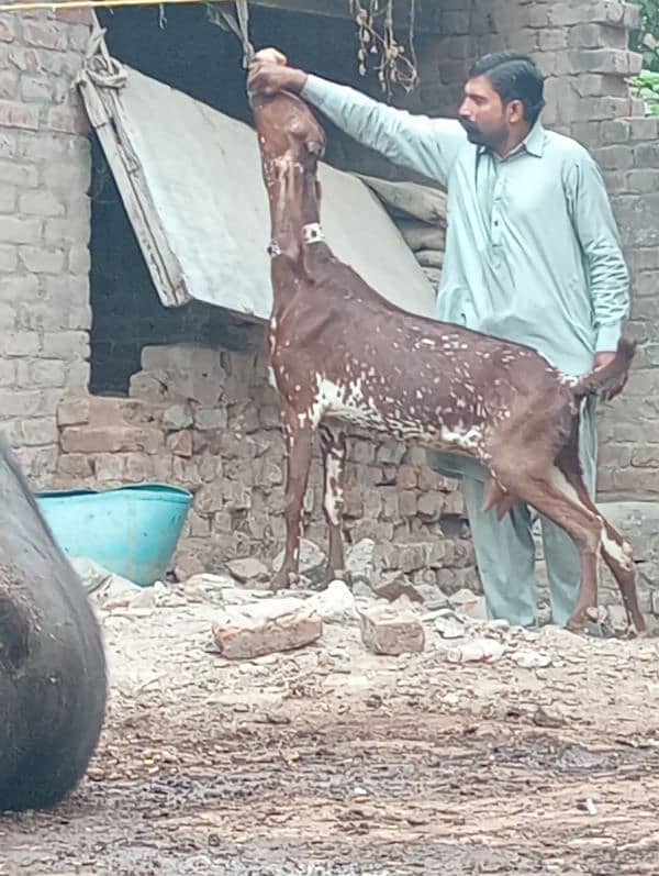 Makhi cheeni gabn bakri sale 6