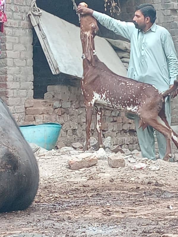 Makhi cheeni gabn bakri sale 7