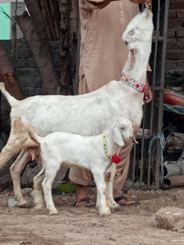 Makhi cheeni gabn bakri sale 10