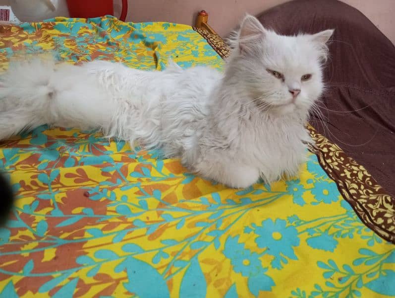 white Persian cat 5