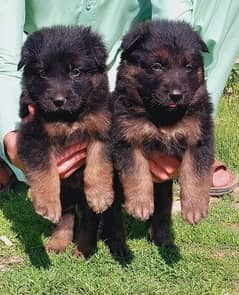 German Shepherd Puppies | German Shepherd Long Coat Puppies For Sal