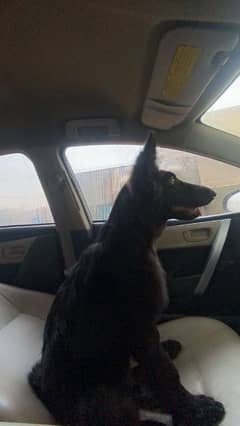 Black German shepherd female