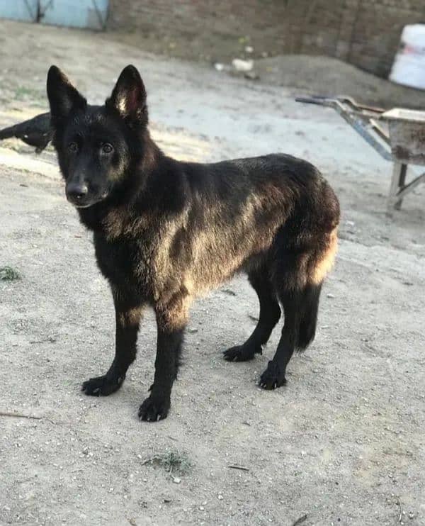 Black German shepherd female 1