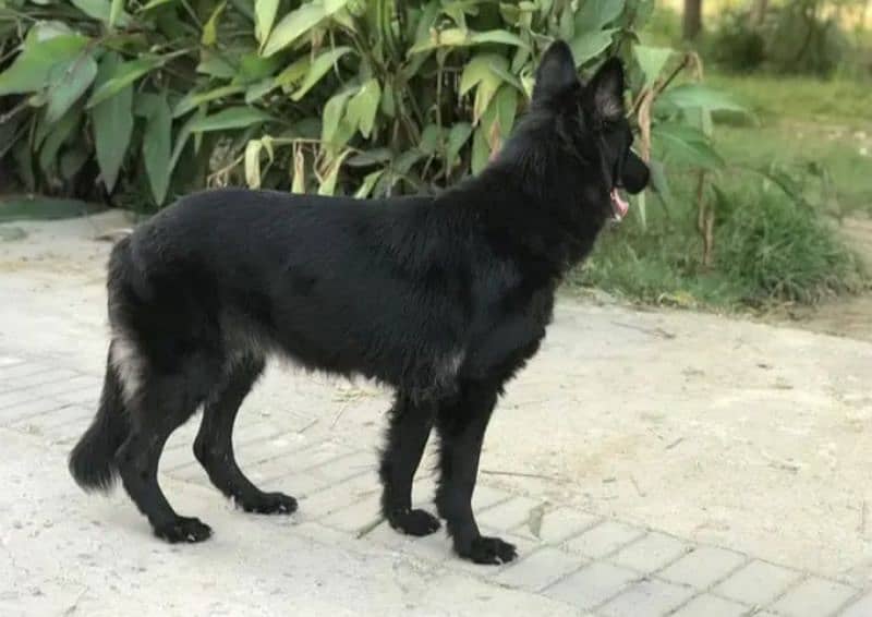 Black German shepherd female 2