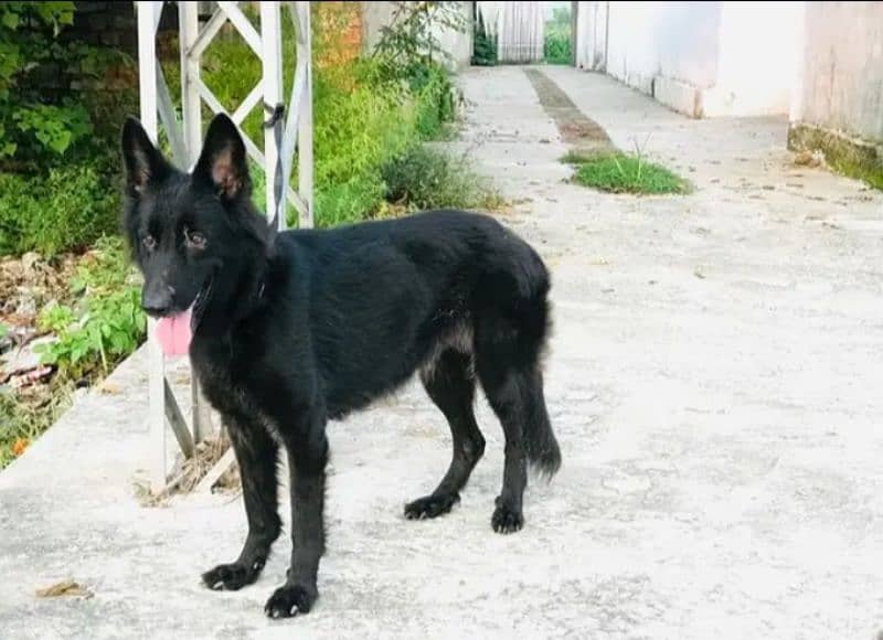 Black German shepherd female 3