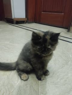 persian kittens for sale 50 days old