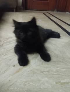 persian kitten for sale 50 days old