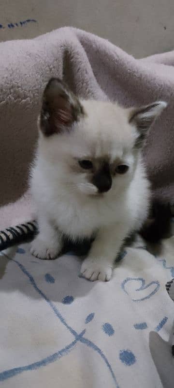 Off white Persian baby Cat 2