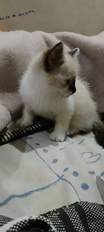 Off white Persian baby Cat 4