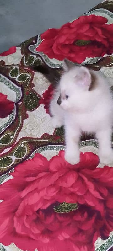 Off white Persian baby Cat 6