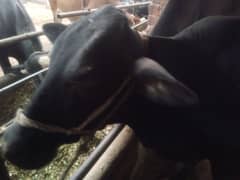 Cow for sale 7 tu 9kg milk