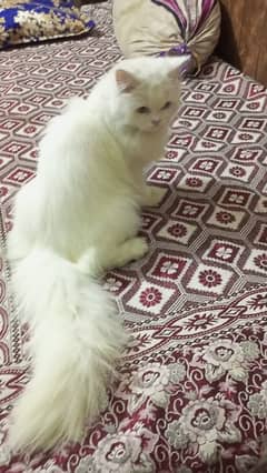 Persian female cat / triple coat / female cat / cat for sale