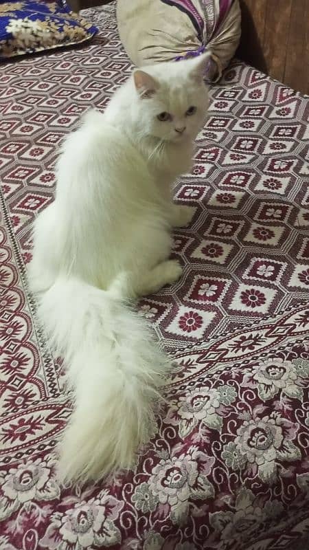 Persian female cat / triple coat / female cat / cat for sale 2