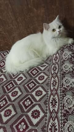 Persian female cat / triple coat / female cat / cat for sale