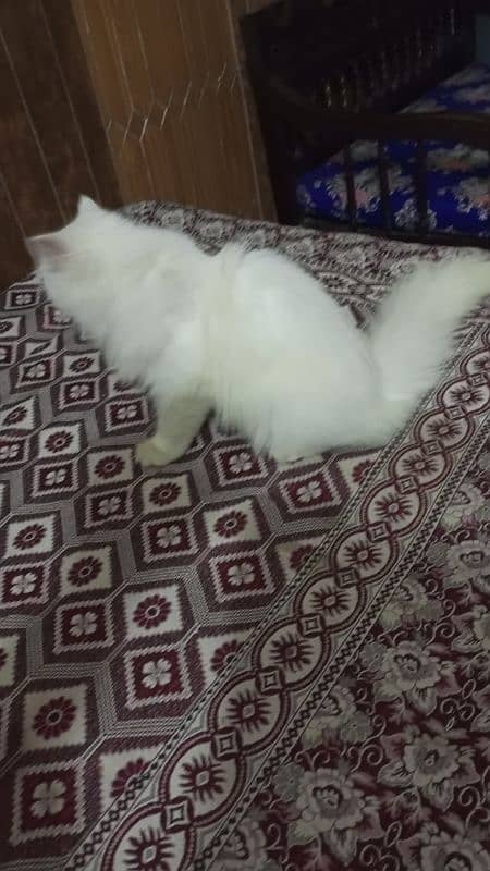 Persian female cat / triple coat / female cat / cat for sale 5