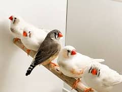 zebra finches adult pairs