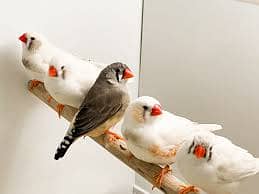 zebra finches adult pairs 0