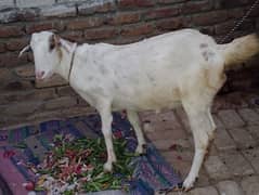 Bakri Paath for sale