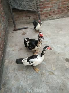 Ducks for sell