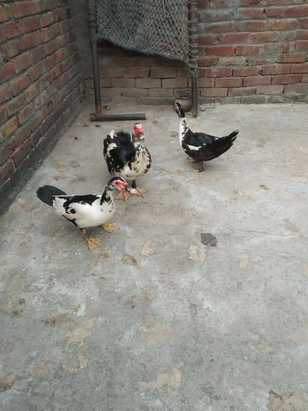 Ducks for sell 2