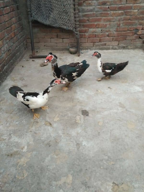 Ducks for sell 3