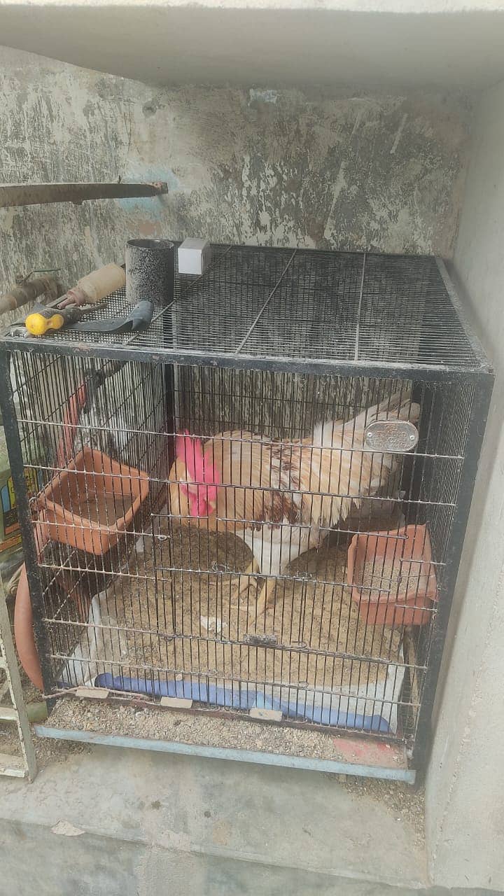 Hen Cage 0