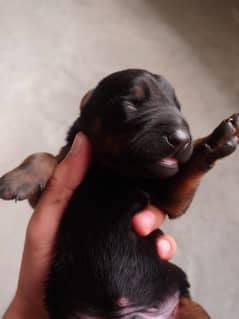 Doberman Dog/Doberman puppy/puppies