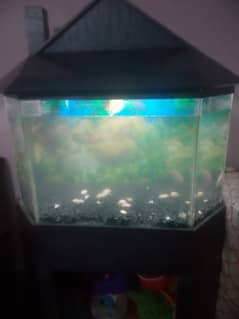 Aquarium complet satub