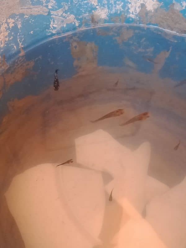 Molly fish for sale 50 pair durjan 300. 0