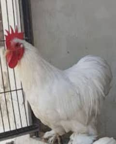 Bantam