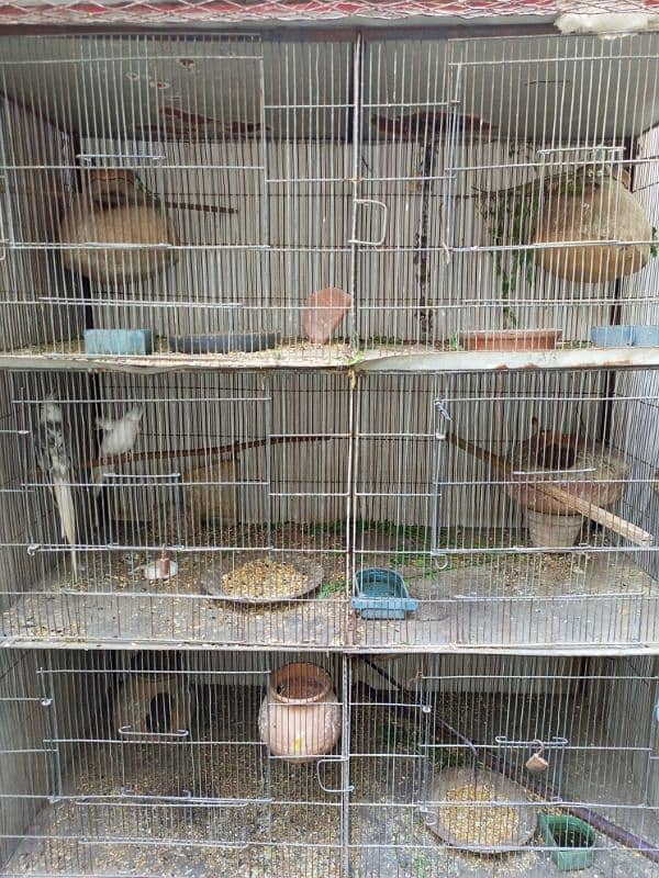 Cage for birds 4